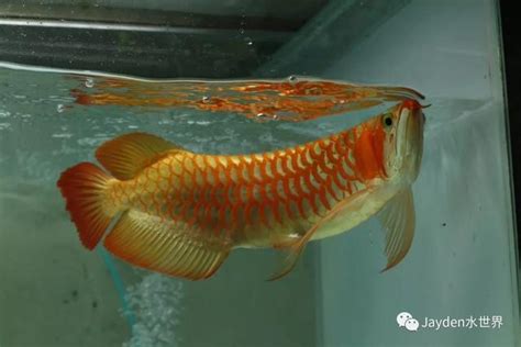 龍 吐 珠 魚|亞洲龍魚